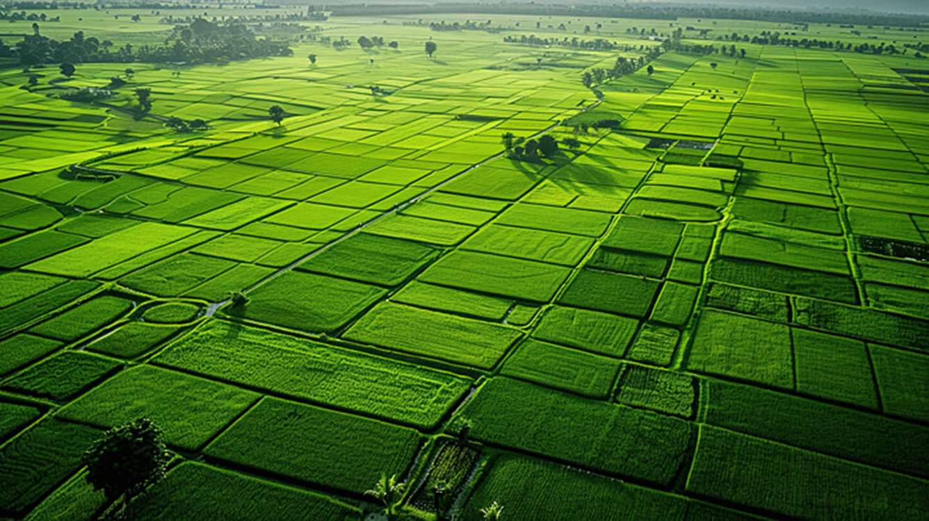 pngtree-aerial-image-of-beautiful-green-paddy-rice-field-and-walkways-in-image_15688997 (1) 